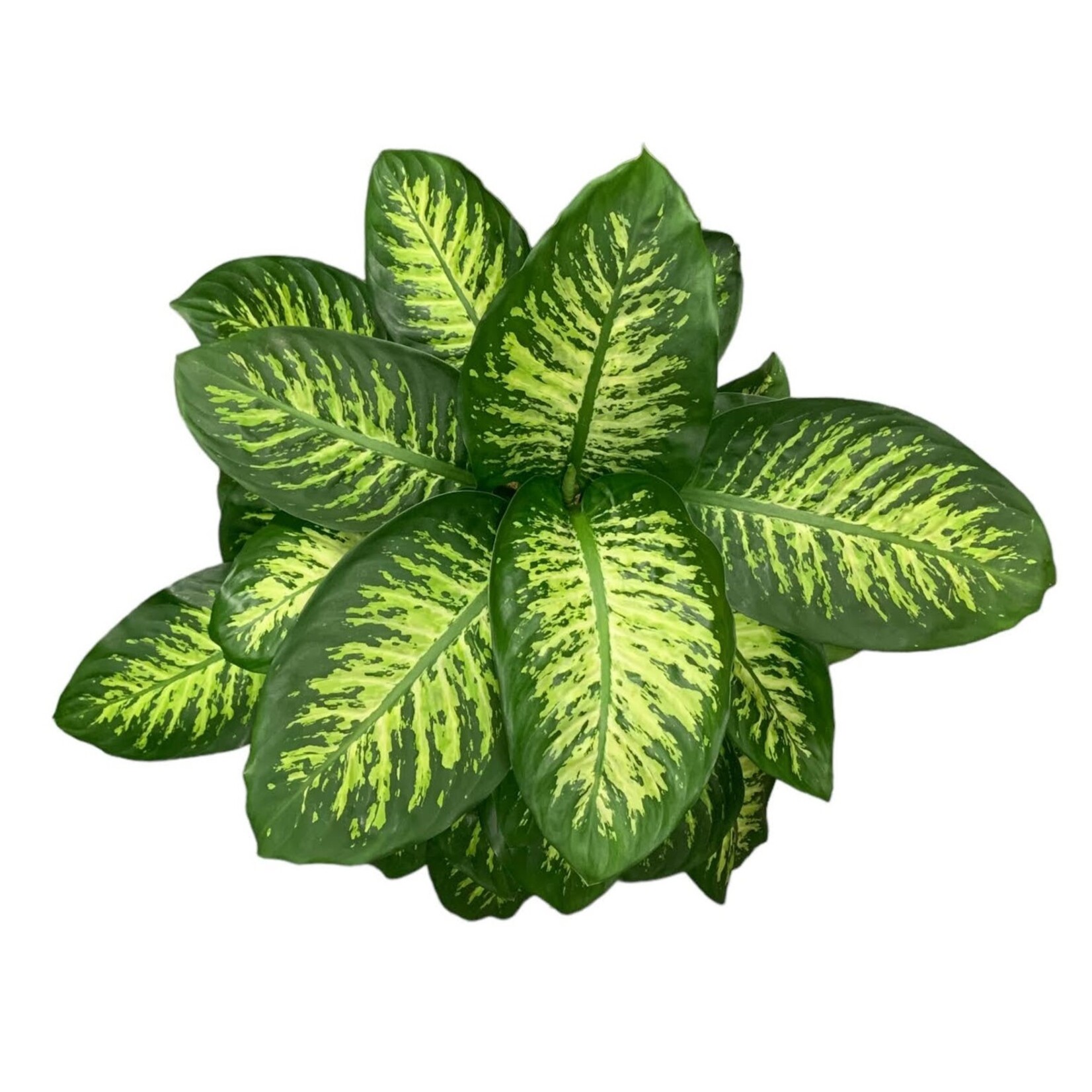 Planten Dieffenbachia reeva - Ø24