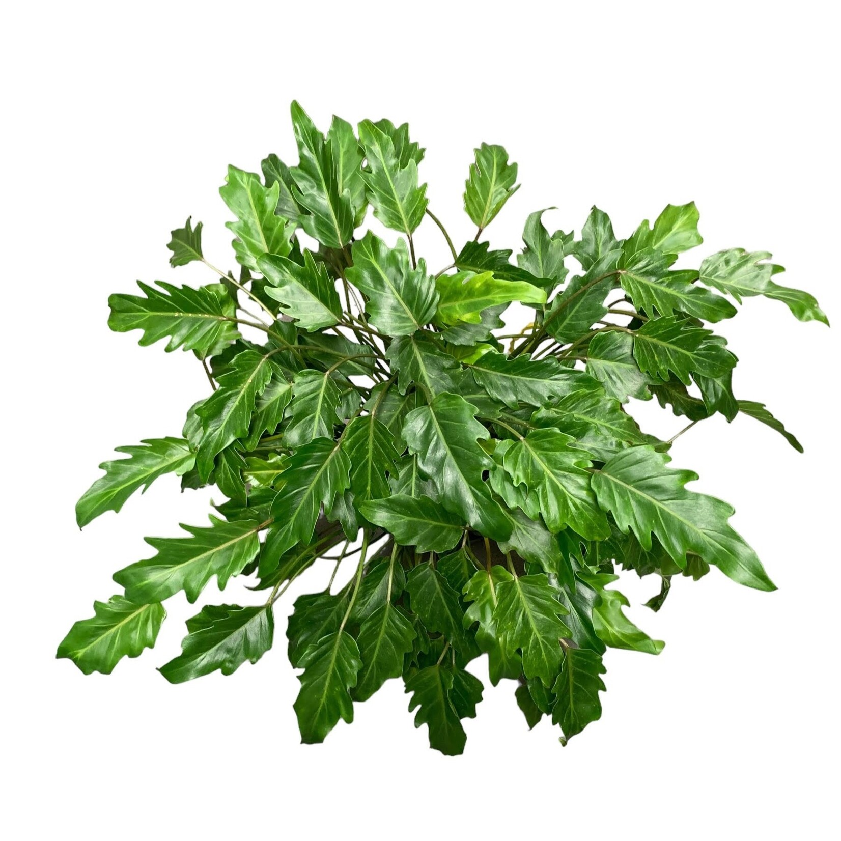 Planten Philodendron xanadu - Ø21