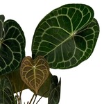 Planten Anthurium clarinervium - Ø17