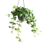 Planten Peperomia tetraphylla ‘hope’ - Ø14