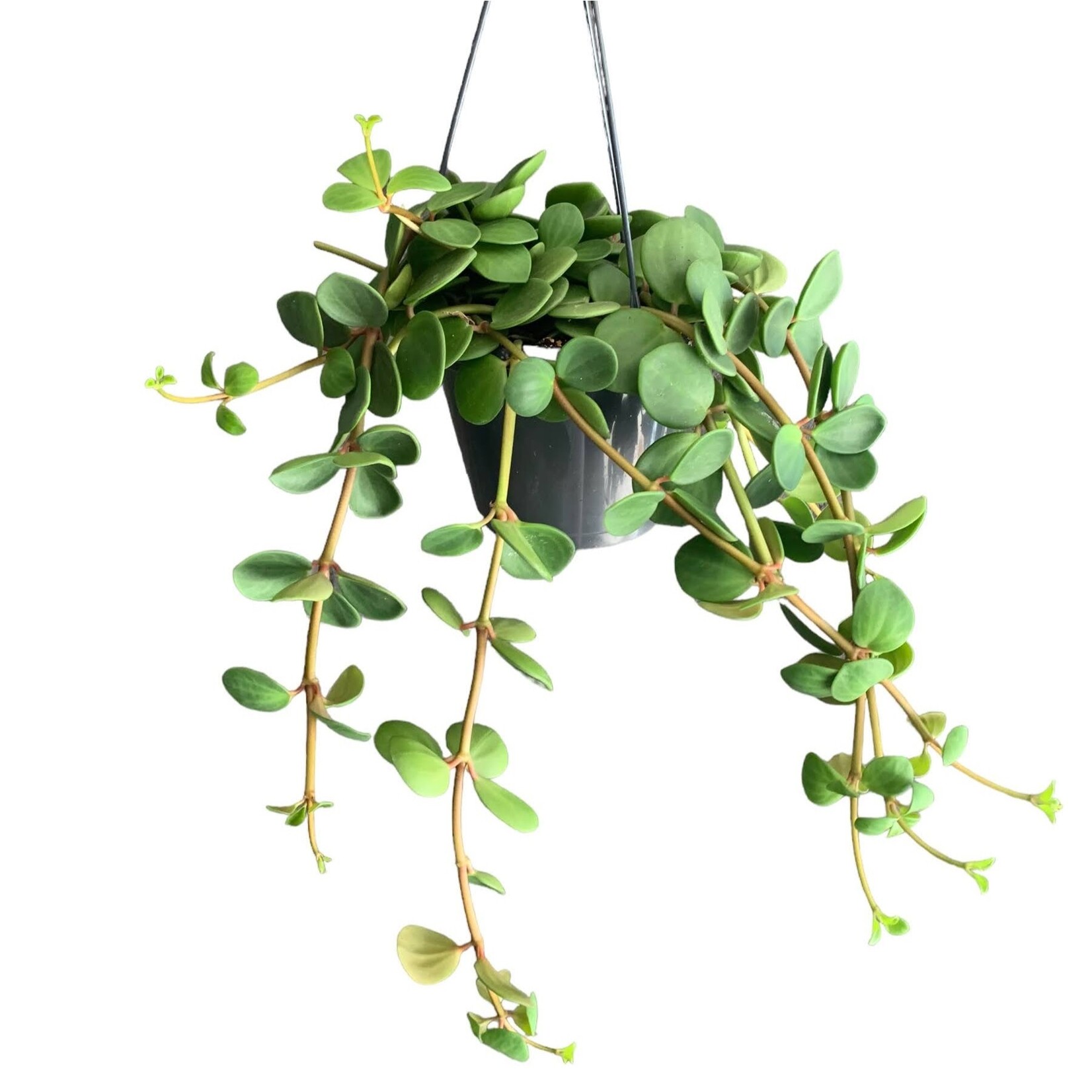 Planten Peperomia tetraphylla ‘hope’ - Ø14
