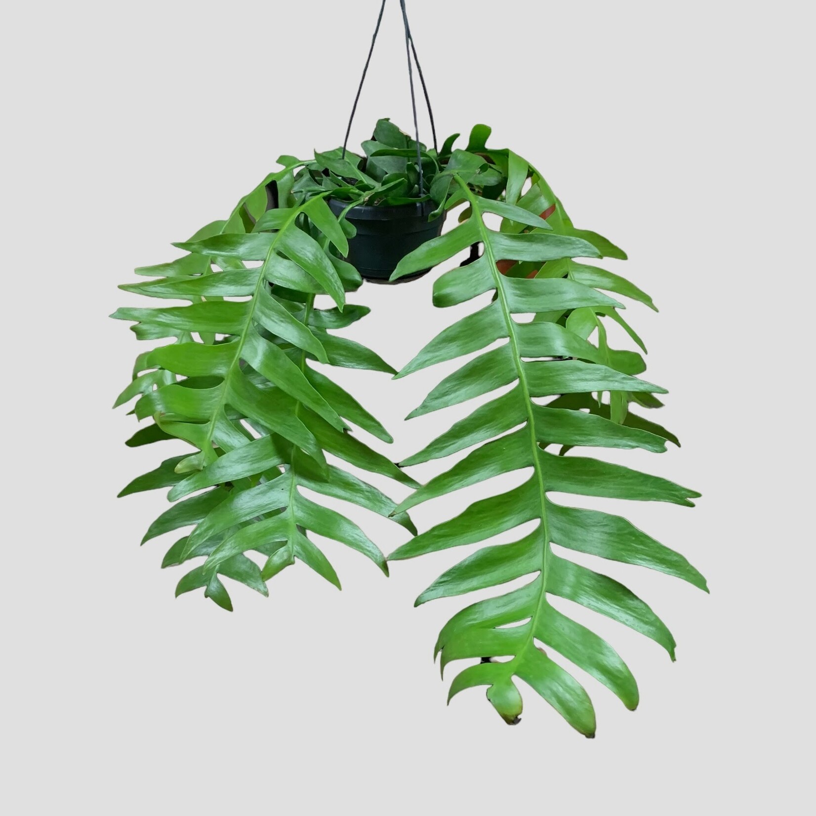 Planten Epiphyllum chrysocardium - Ø14