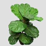 Kunstplant ficus
