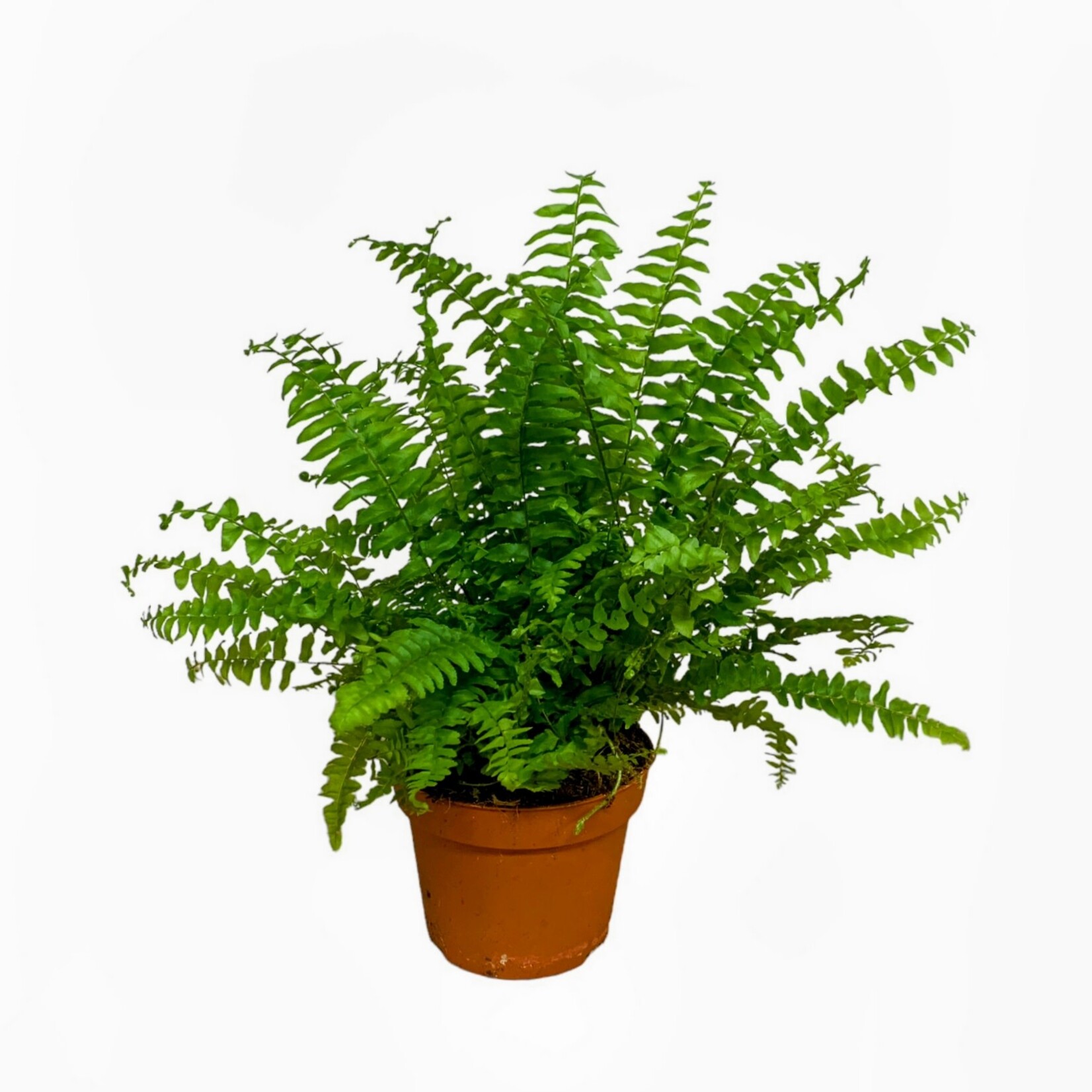 Planten Nephrolepis Green Lady - Ø12