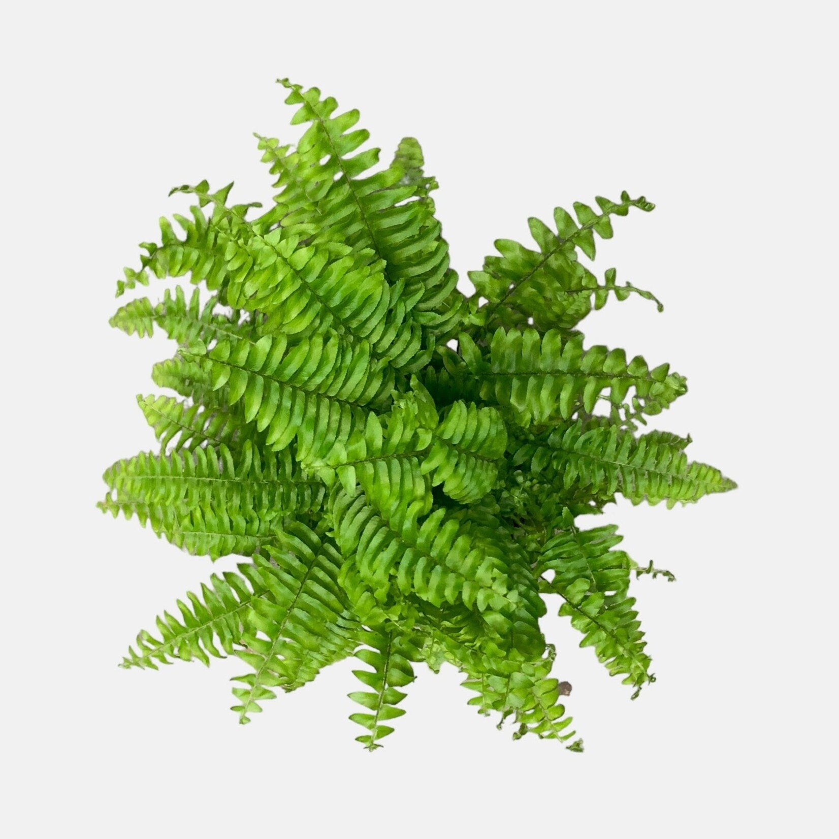 Planten Nephrolepis Green Lady - Ø12