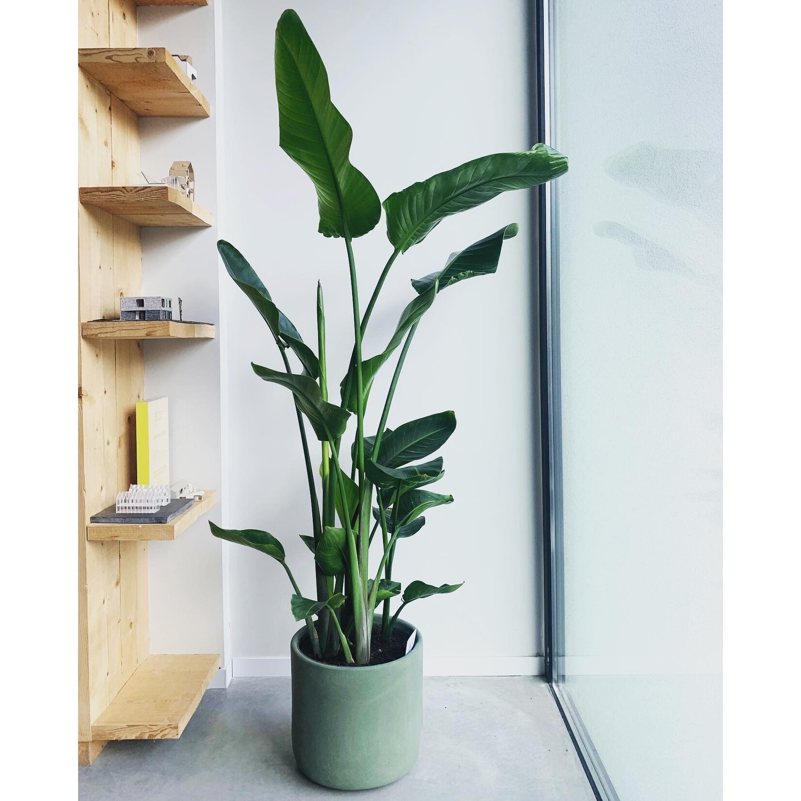 Blokko Jungle green XXL - Ø31