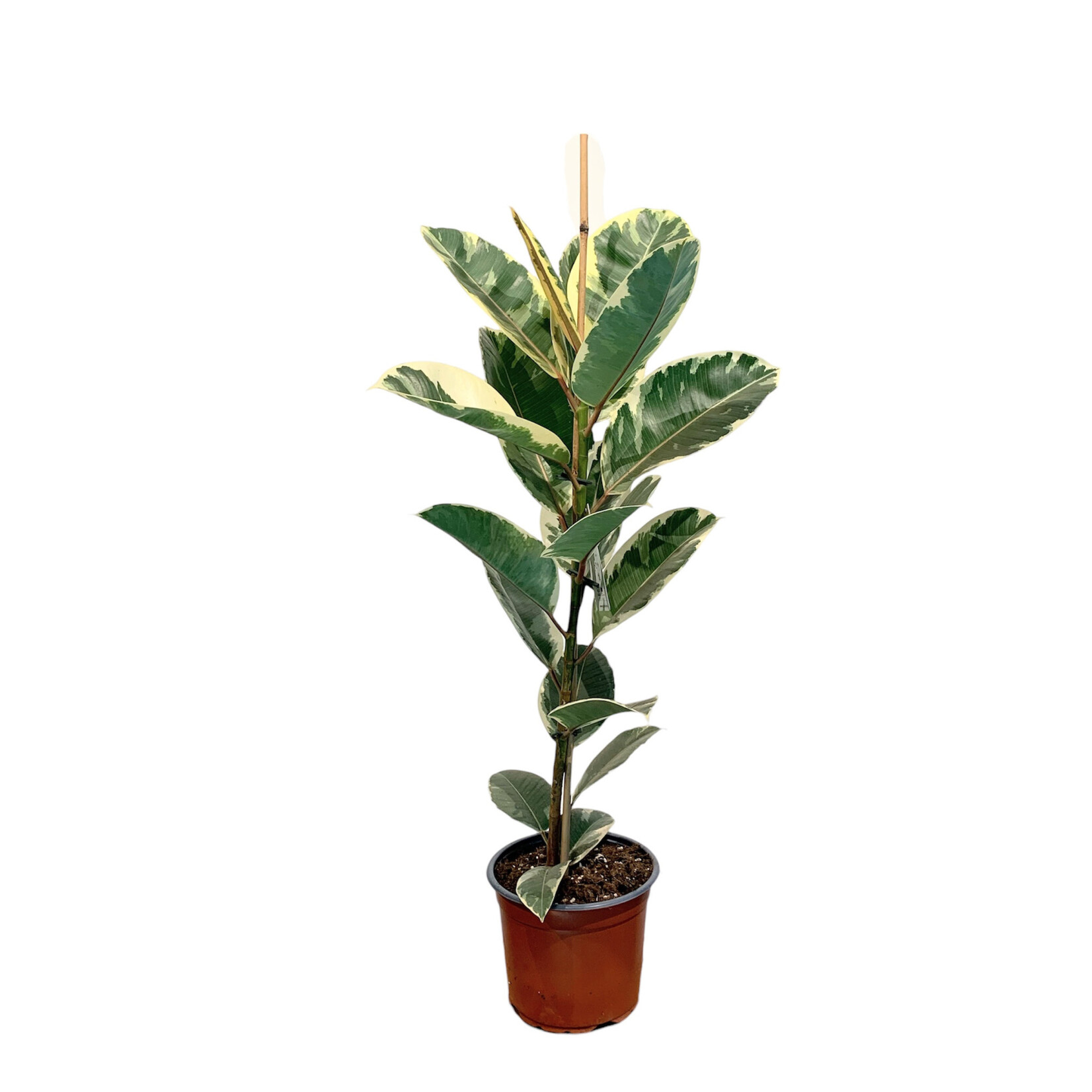 Planten Ficus elastica tineke - Ø21 - Hoogte 110 cm