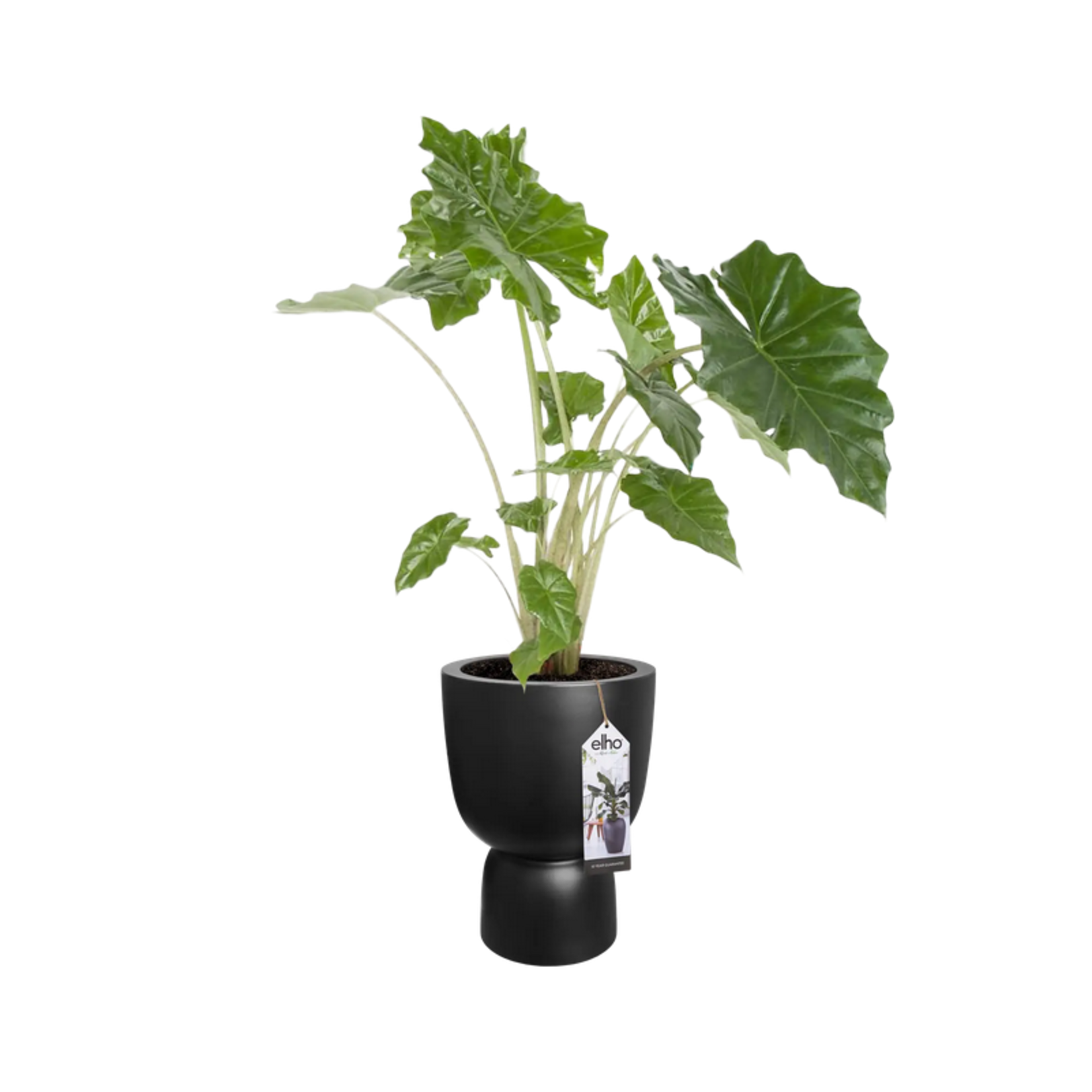 Elho Coupe zwart XL - Ø34