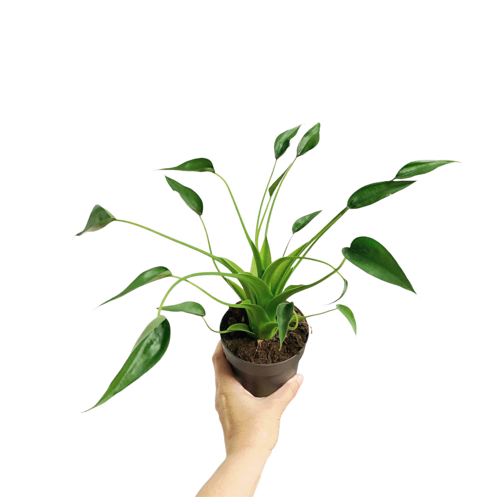 Planten Alocasia tiny dancer - Ø12