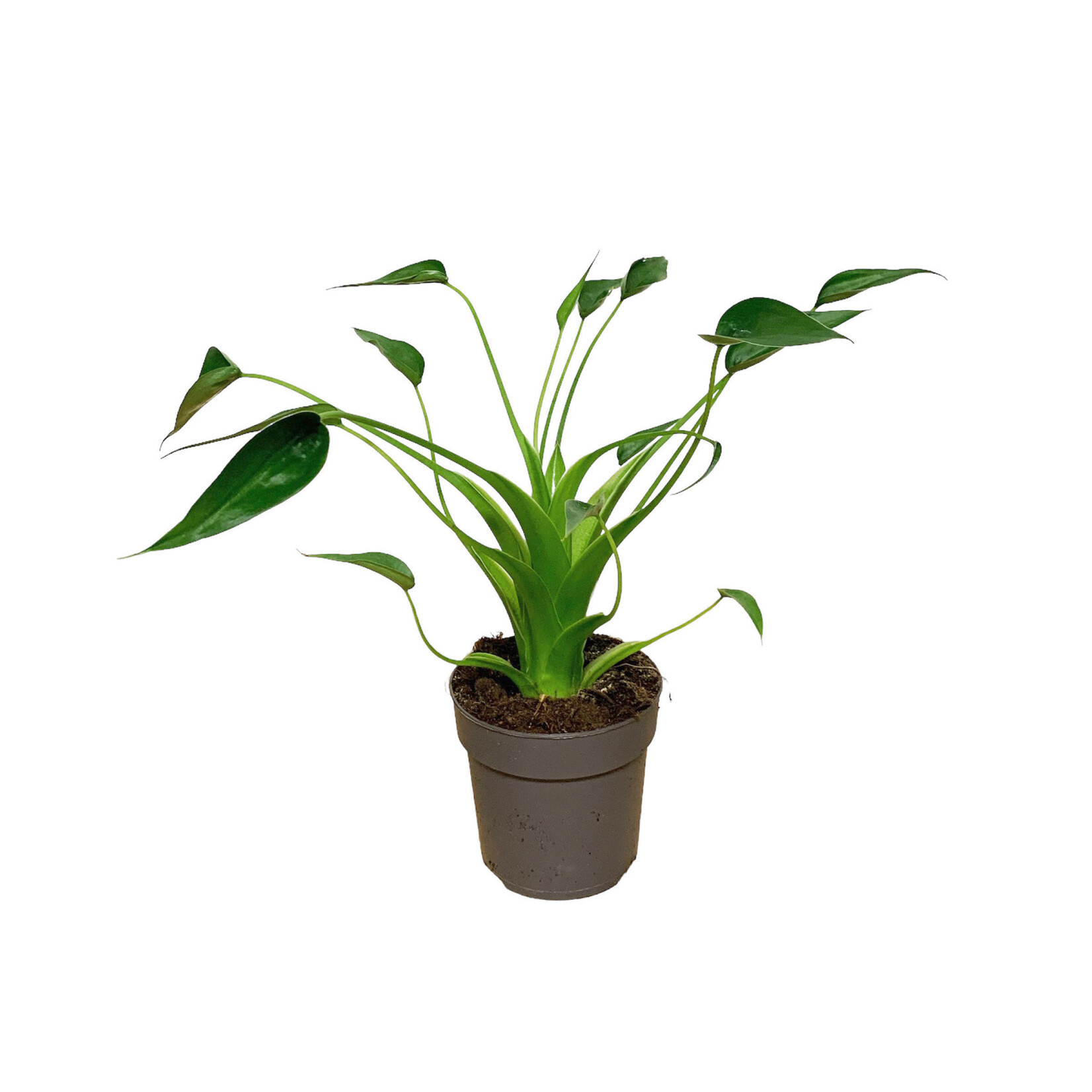 Planten Alocasia tiny dancer - Ø12