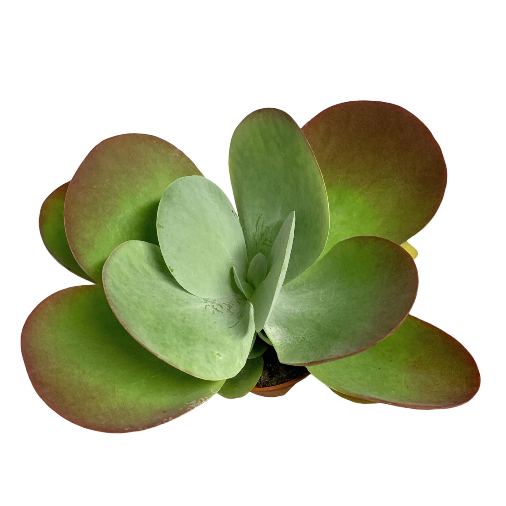 Planten Kalanchoe thyrsiflora - Ø10