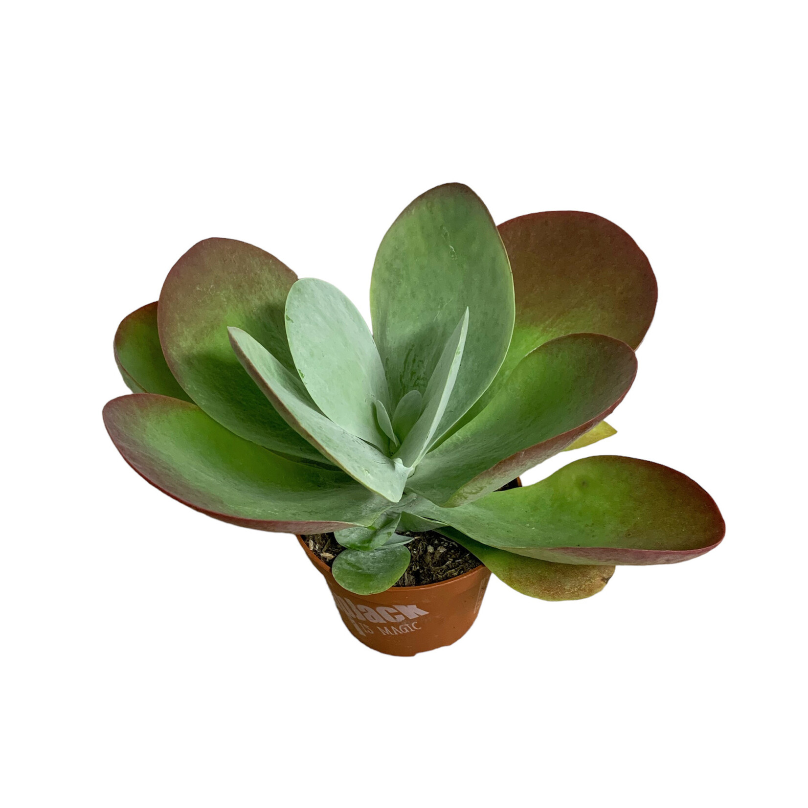 Planten Kalanchoe thyrsiflora - Ø10