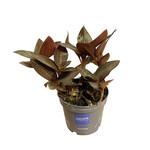 Planten Ludisia discolor karma ruby - Ø12