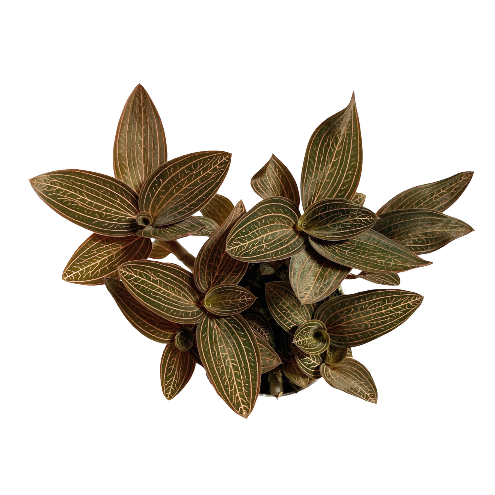 Planten Ludisia discolor karma ruby - Ø12