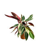 Planten Stromanthe triostar  - Ø14