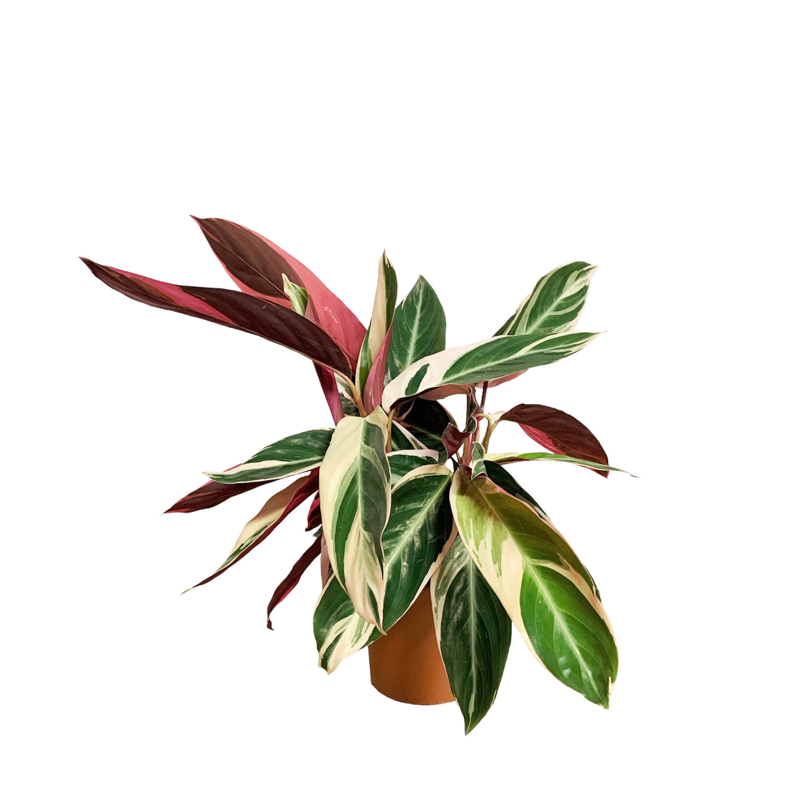 Planten Stromanthe triostar  - Ø14