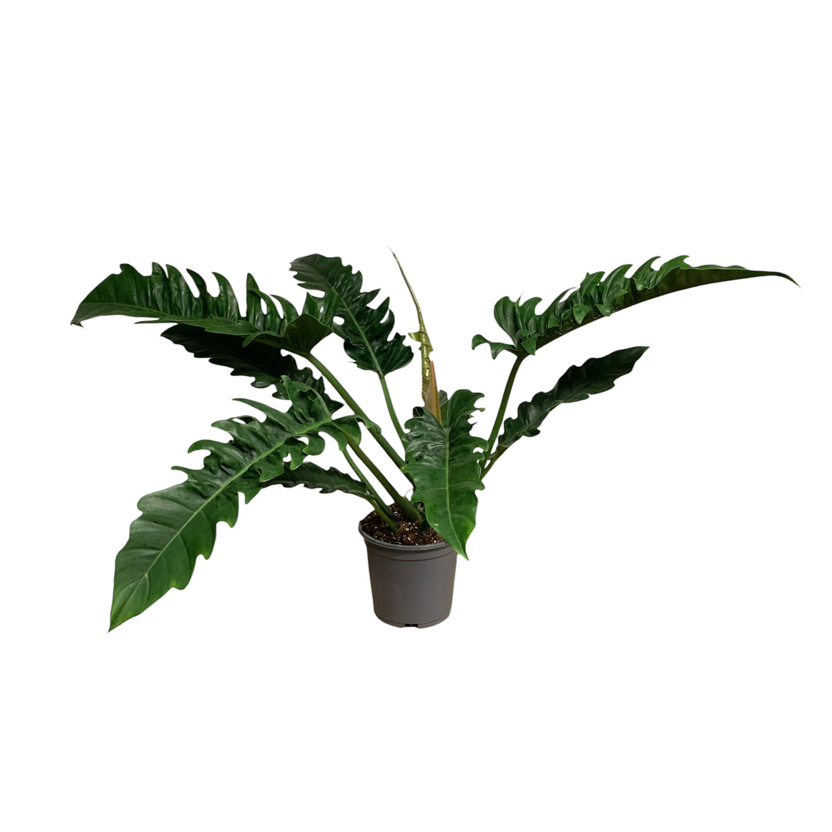 Planten Philodendron narrow - Ø19