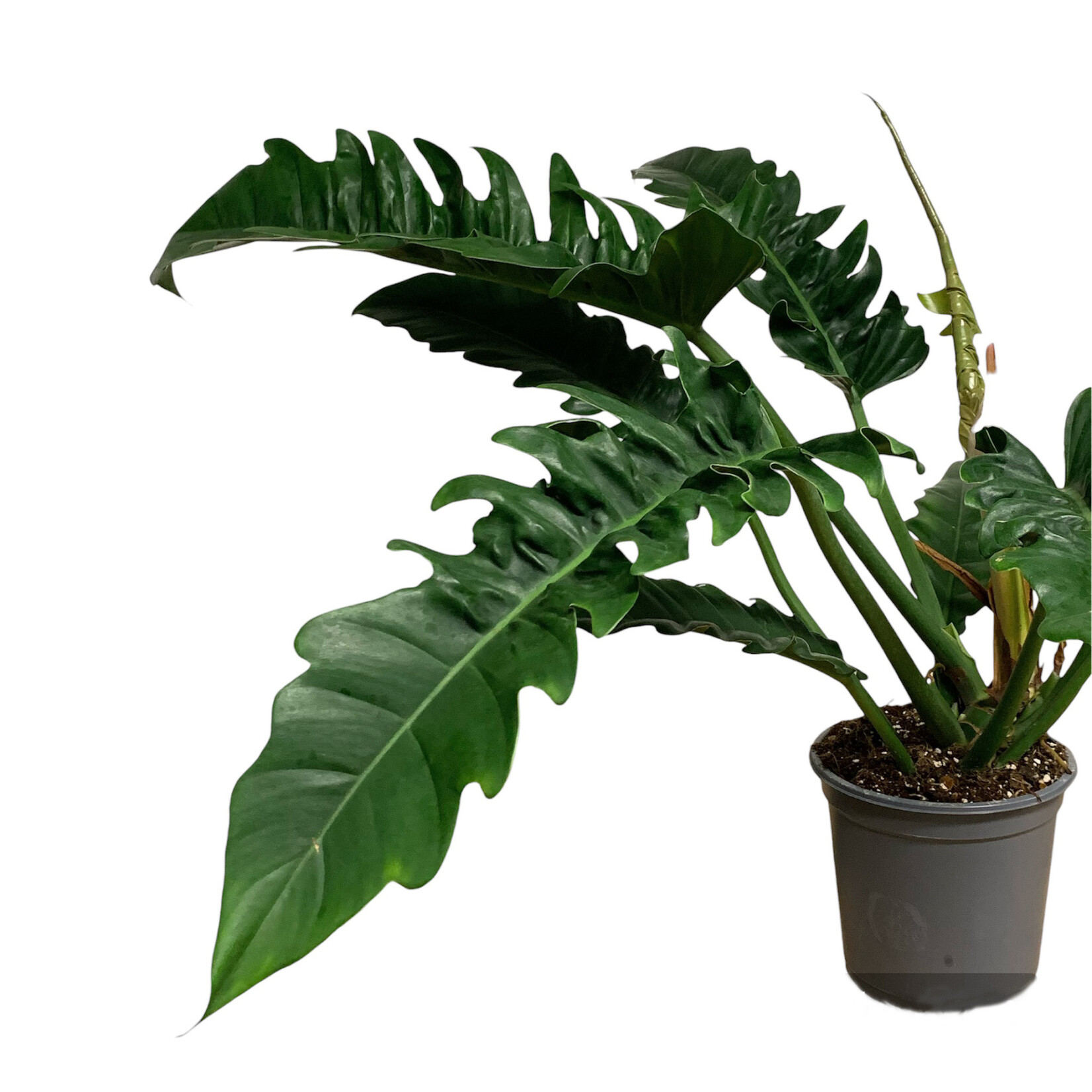 Planten Philodendron narrow - Ø19