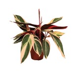 Planten Stromanthe triostar  - Ø12