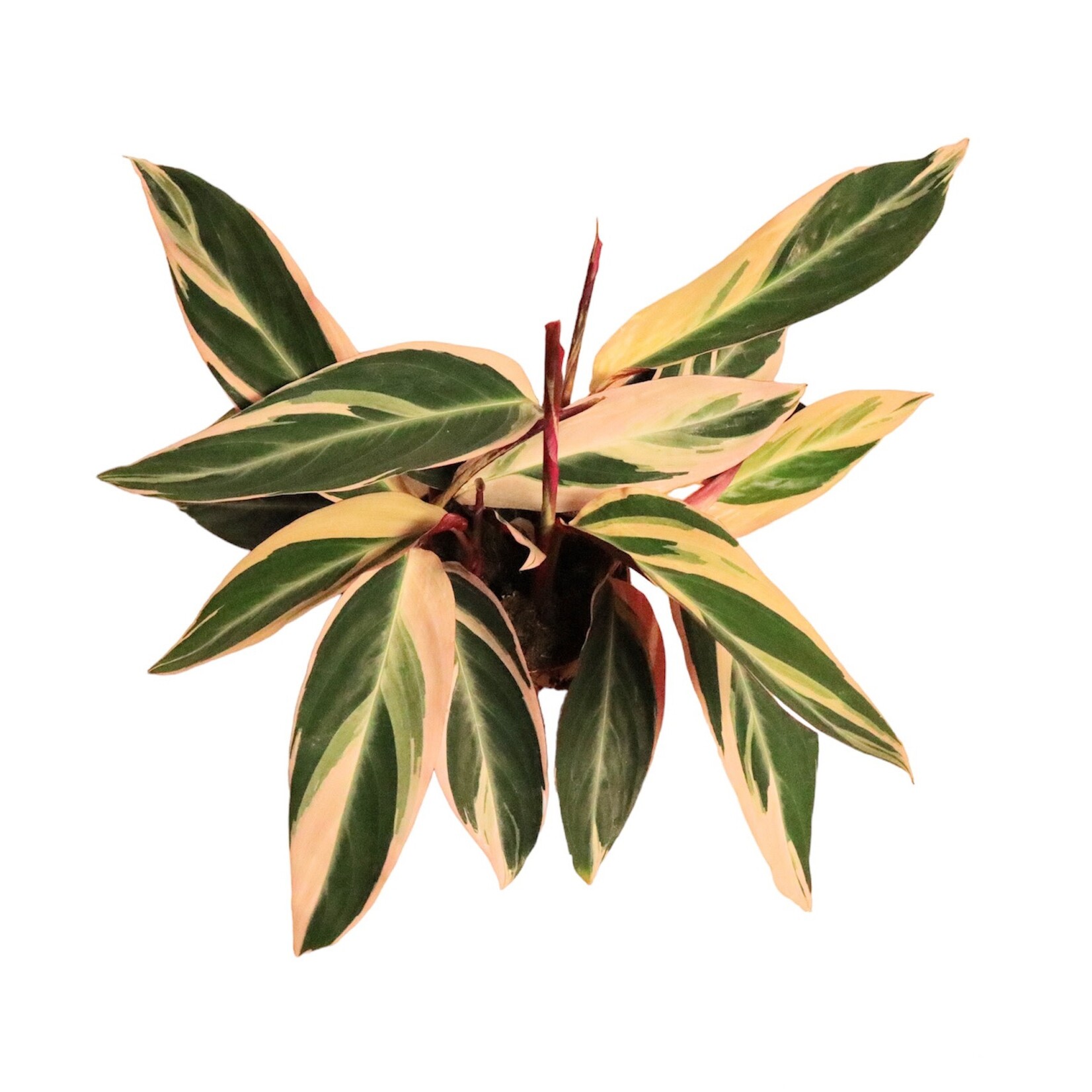 Planten Stromanthe triostar  - Ø12