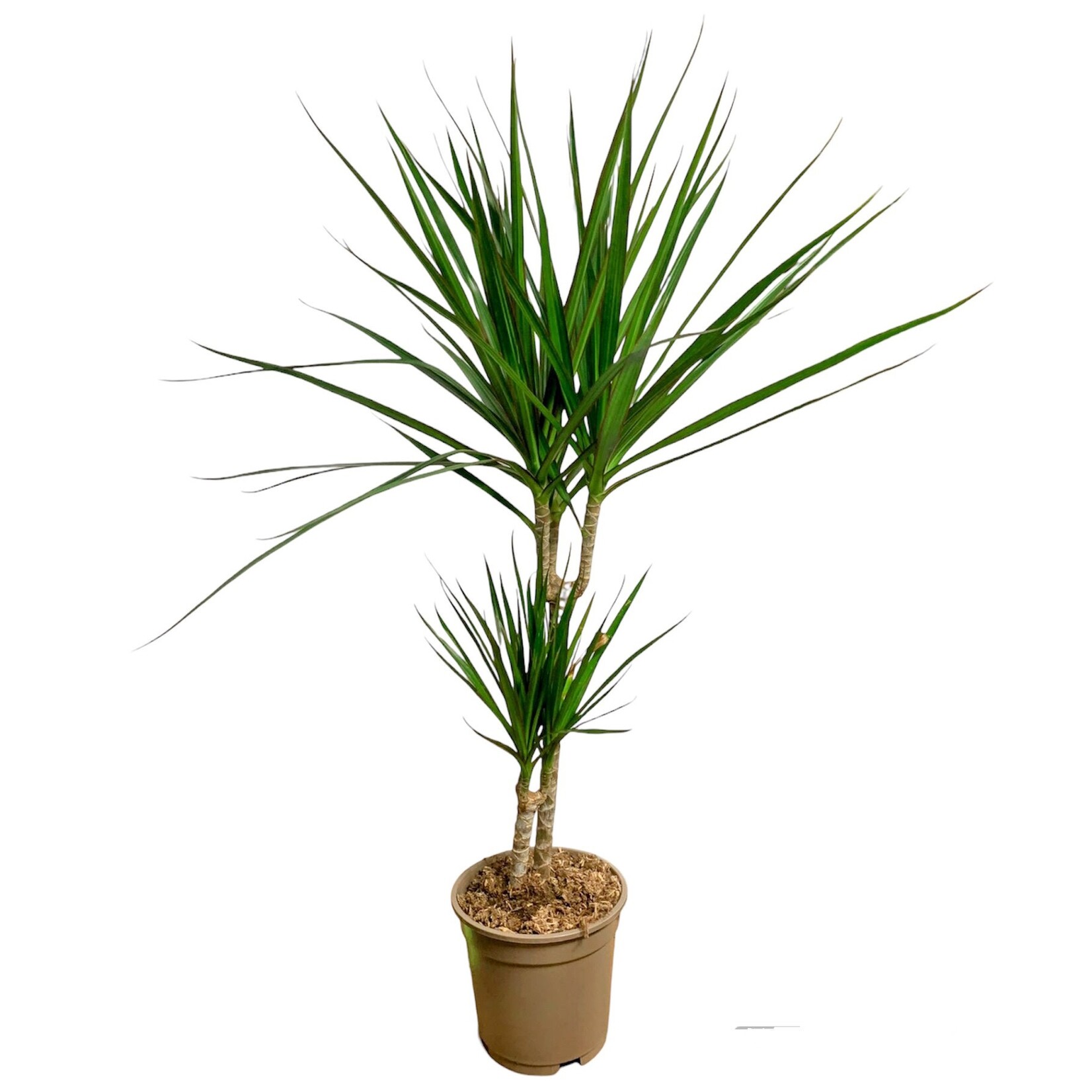 Planten Dracaena marginata - Ø19