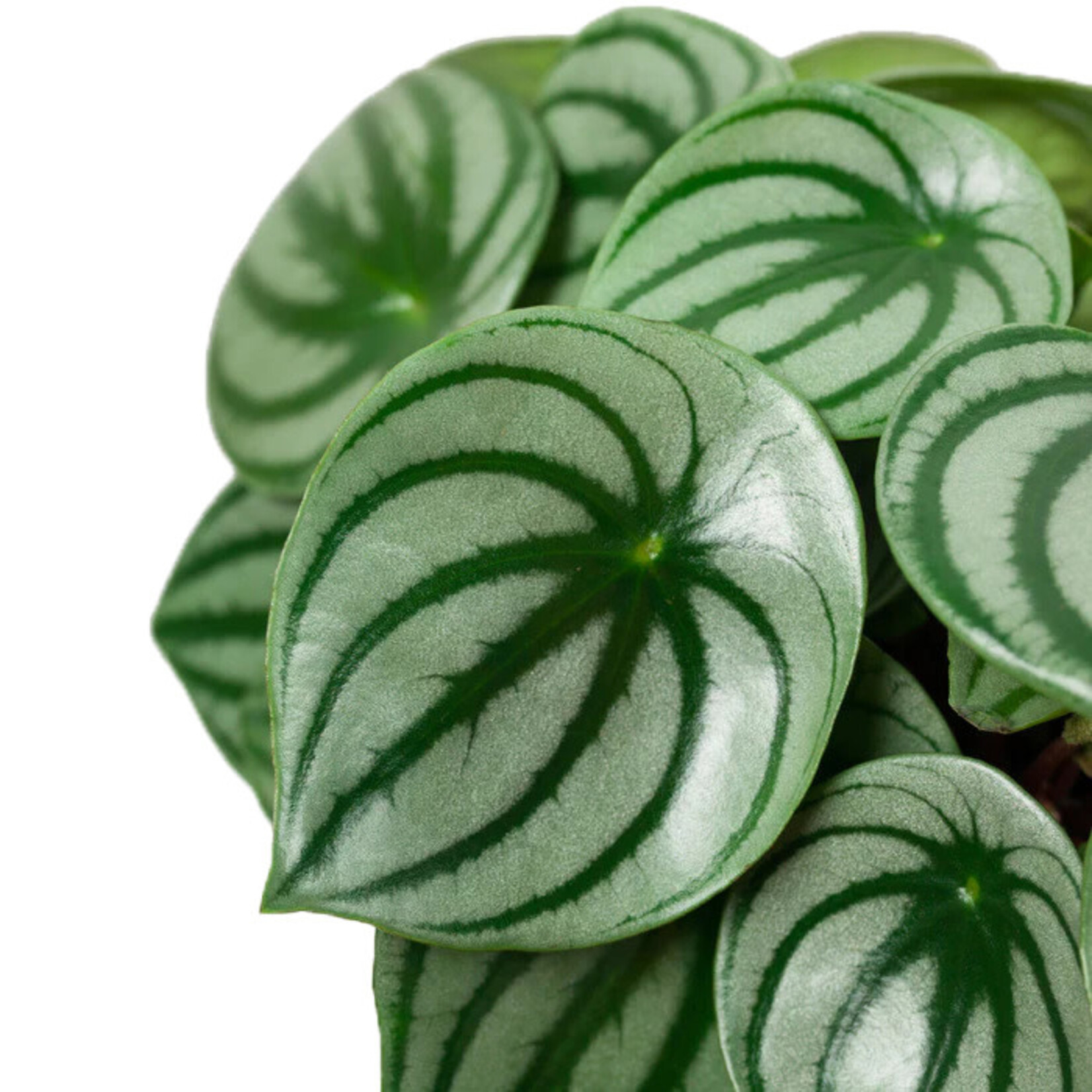 Planten Peperomia argyreia - Ø17