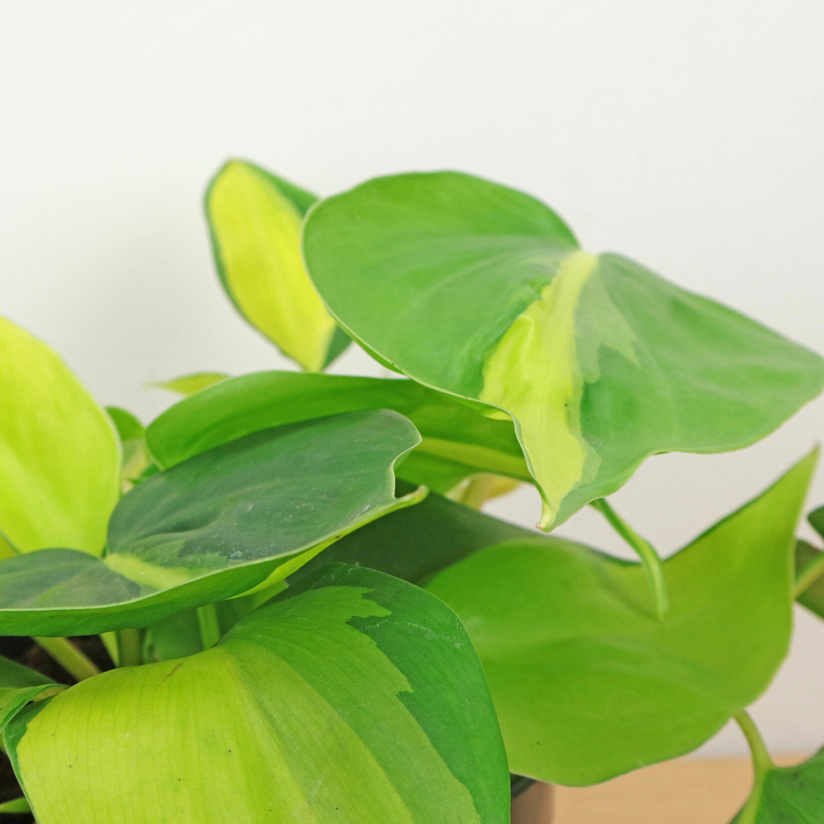 Planten Philodendron scandens brasil - Ø15