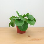 Planten Pilea peperomioides - Ø11