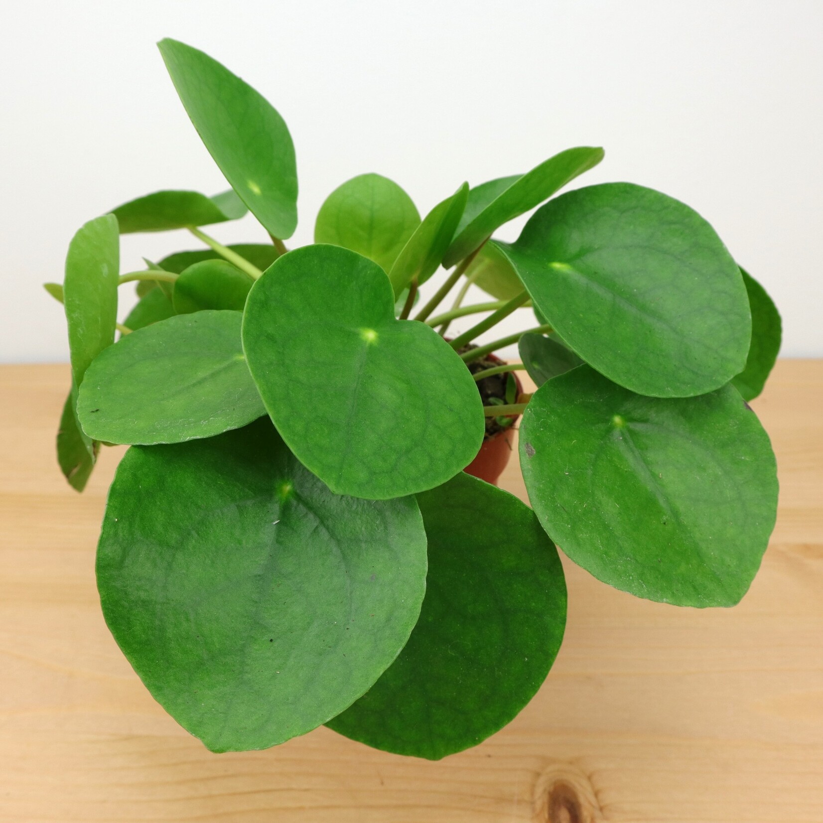Planten Pilea peperomioides - Ø11