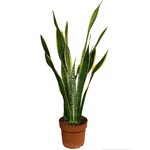Planten Sansevieria laurentii - Ø21  - Hoogte 90cm