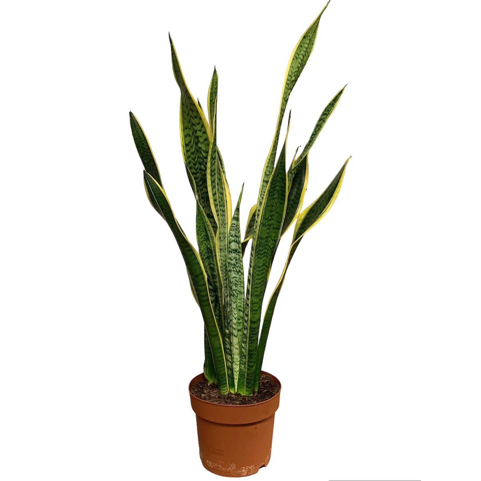 Planten Sansevieria laurentii - Ø19