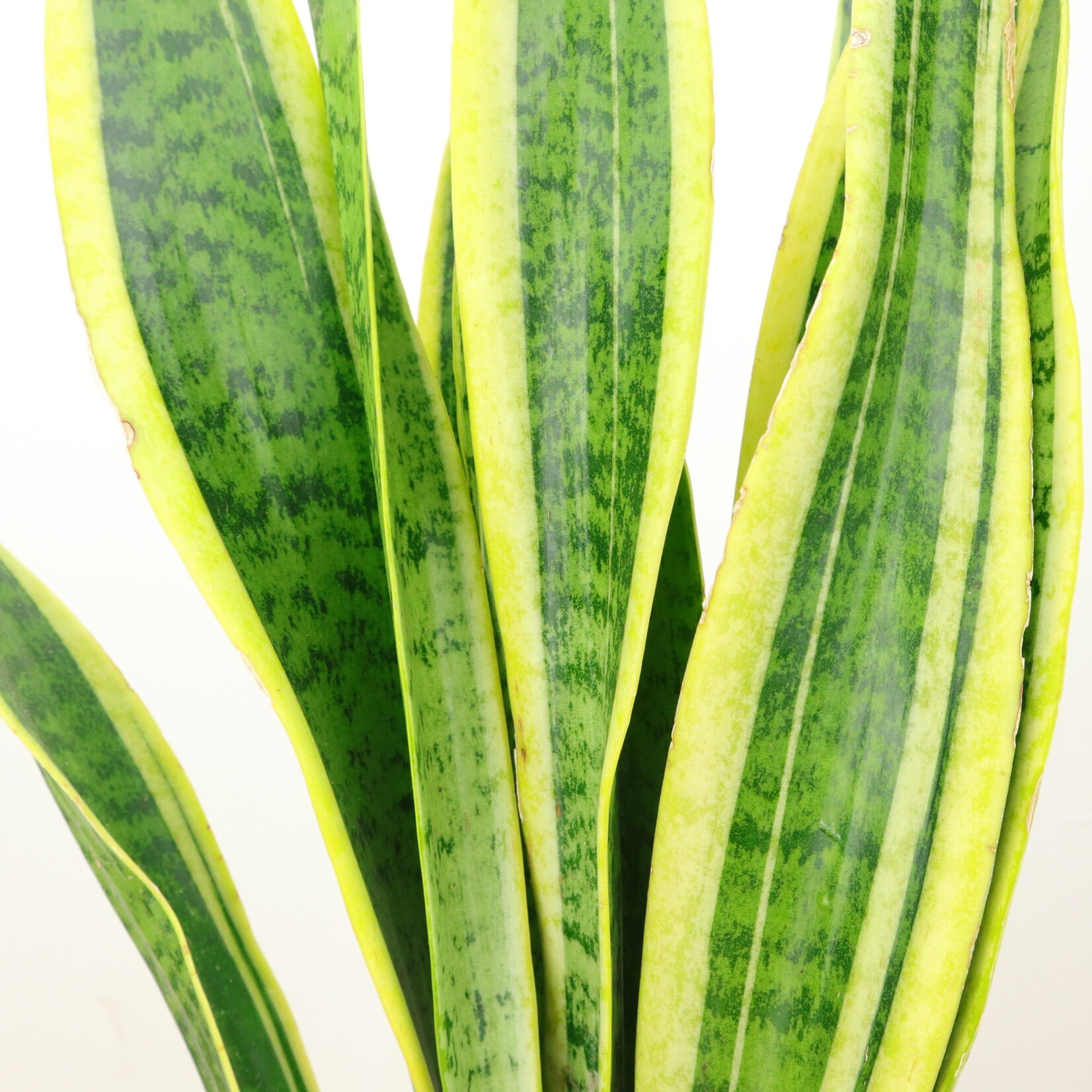 Planten Sansevieria laurentii - Ø19