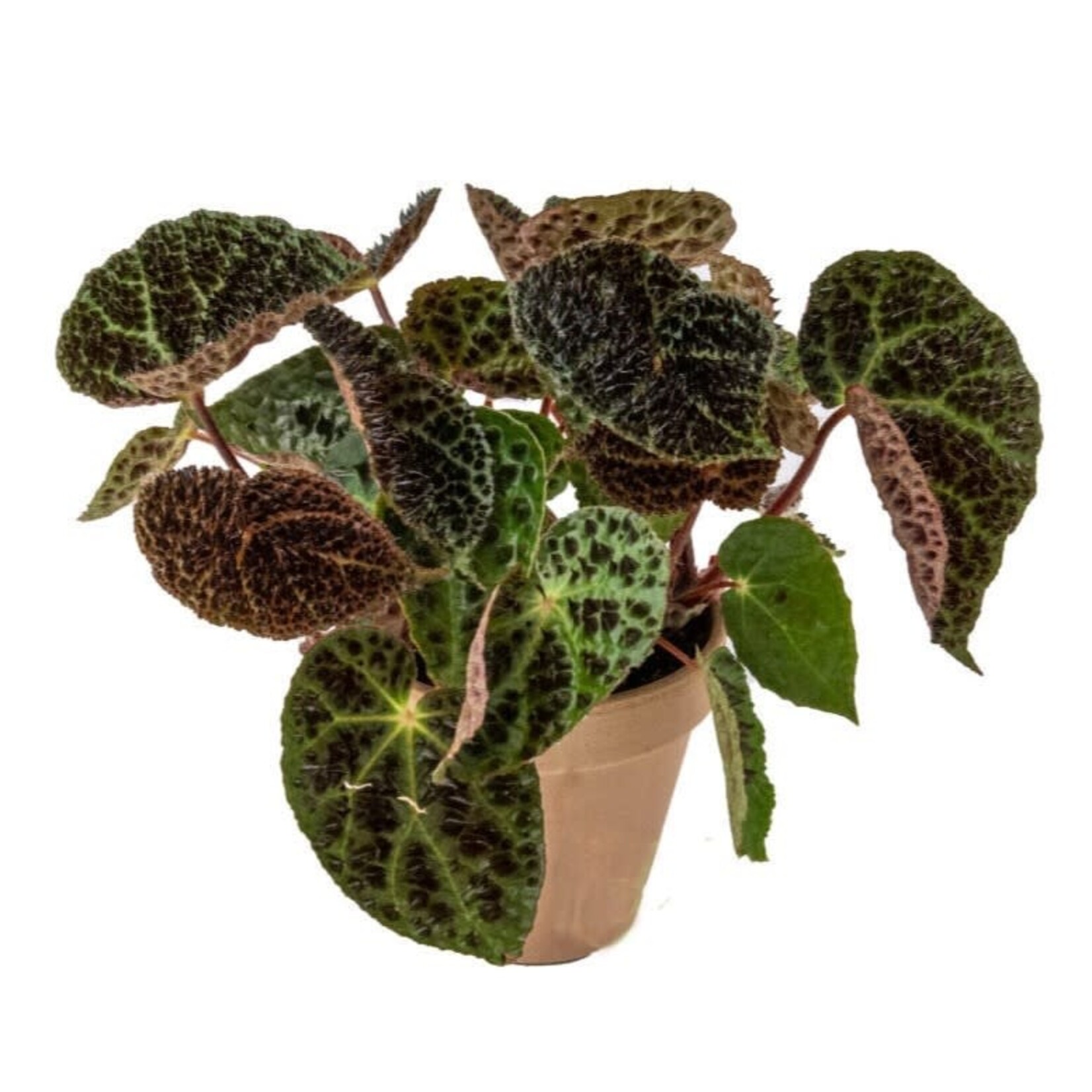Planten Begonia Ferox - Ø12
