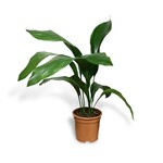 Planten Aspidistra elatior - Ø17