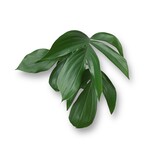 Planten Rhaphidophora decursiva - Ø14