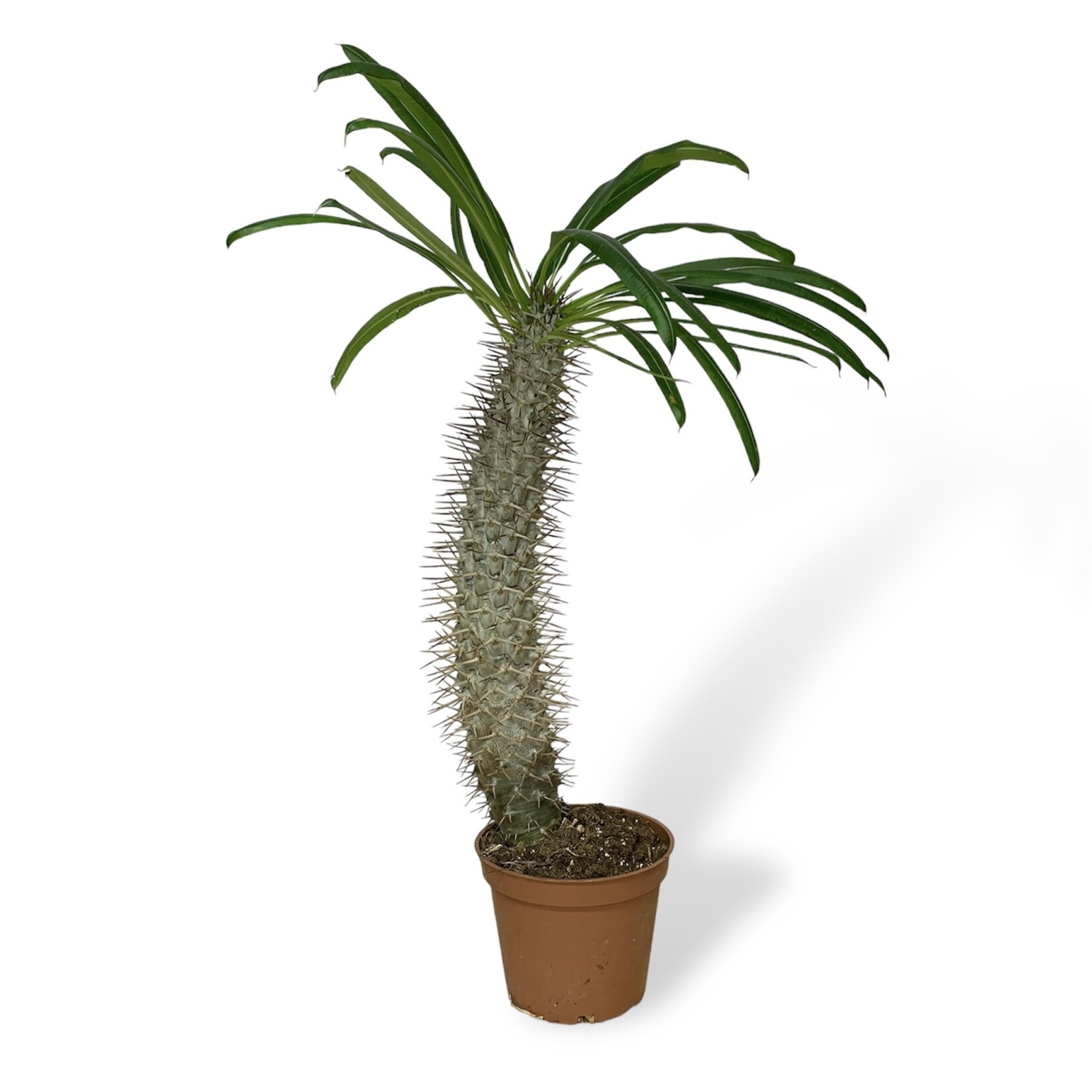 Planten Pachypodium lamerei - Ø14