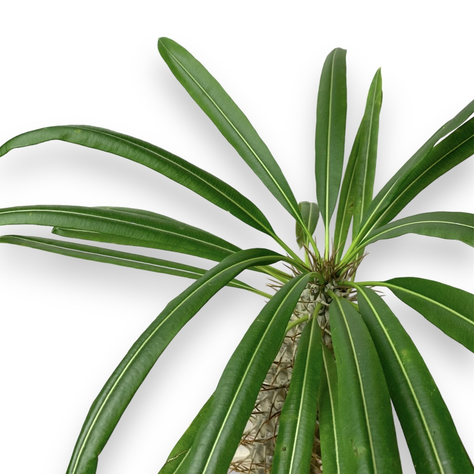 Planten Pachypodium lamerei - Ø14