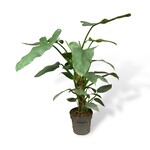 Planten Philodendron hastatum ‘silver sword’ - Ø17