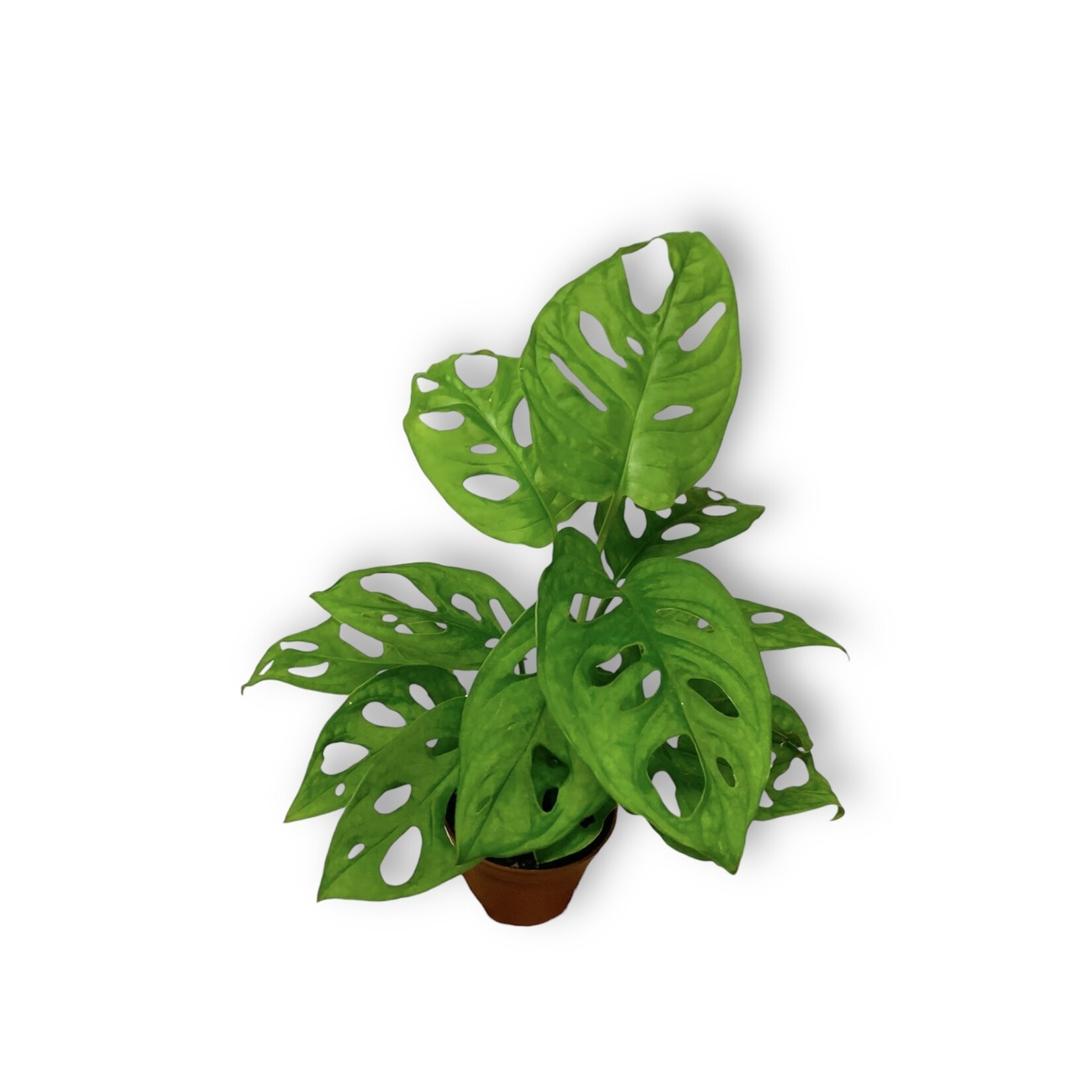 Planten Monstera adansonii - Ø07