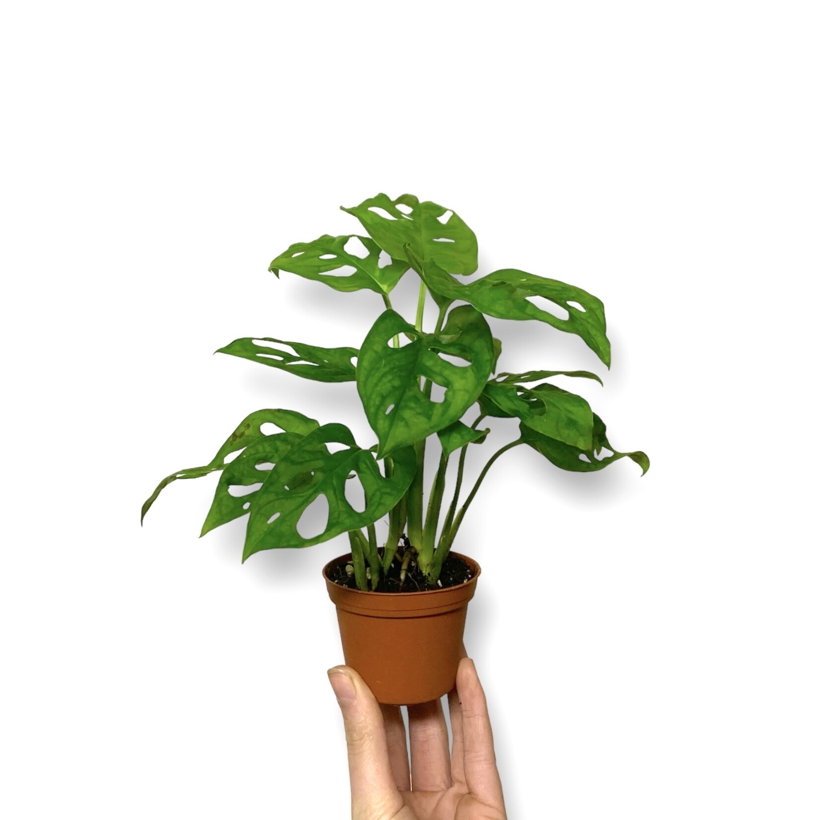 Planten Monstera adansonii - Ø07