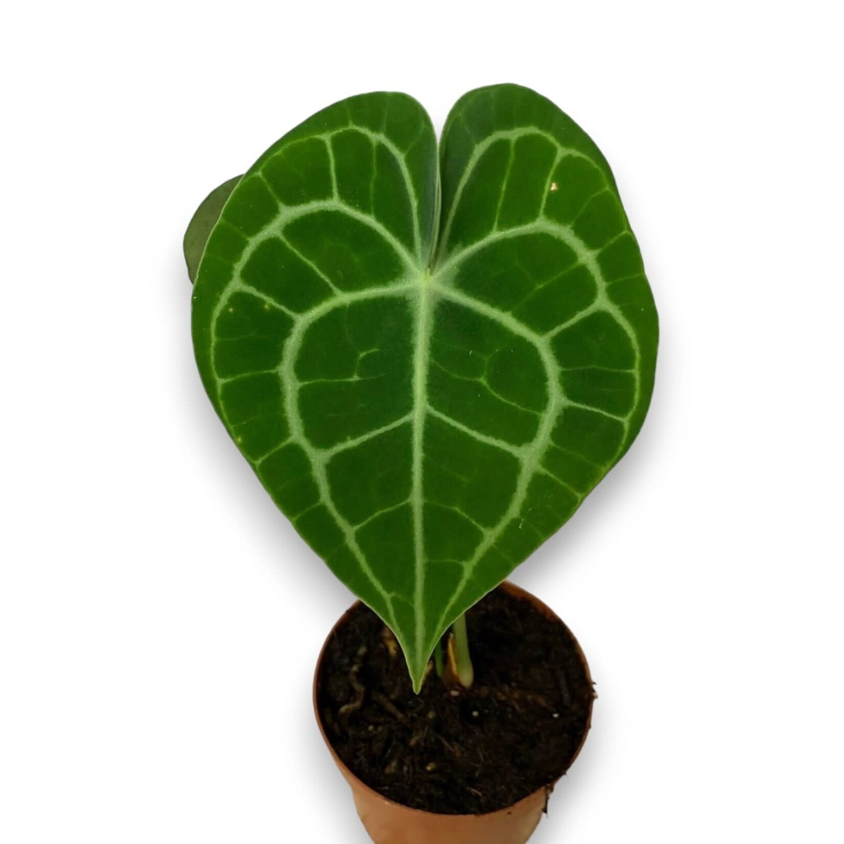 Planten Anthurium clarinervium - Ø09