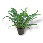Planten Phlebodium aureum - Ø19