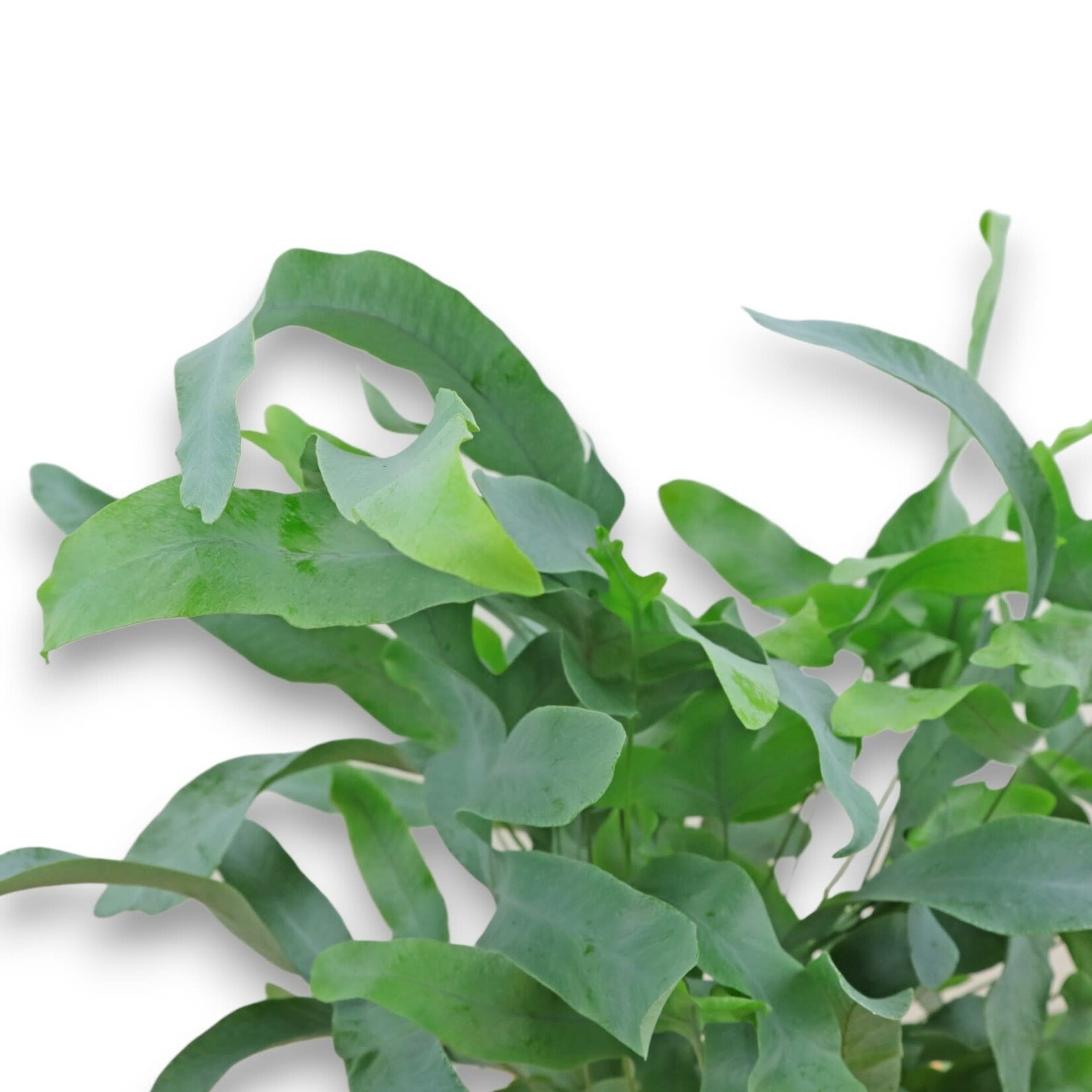 Planten Phlebodium aureum - Ø19