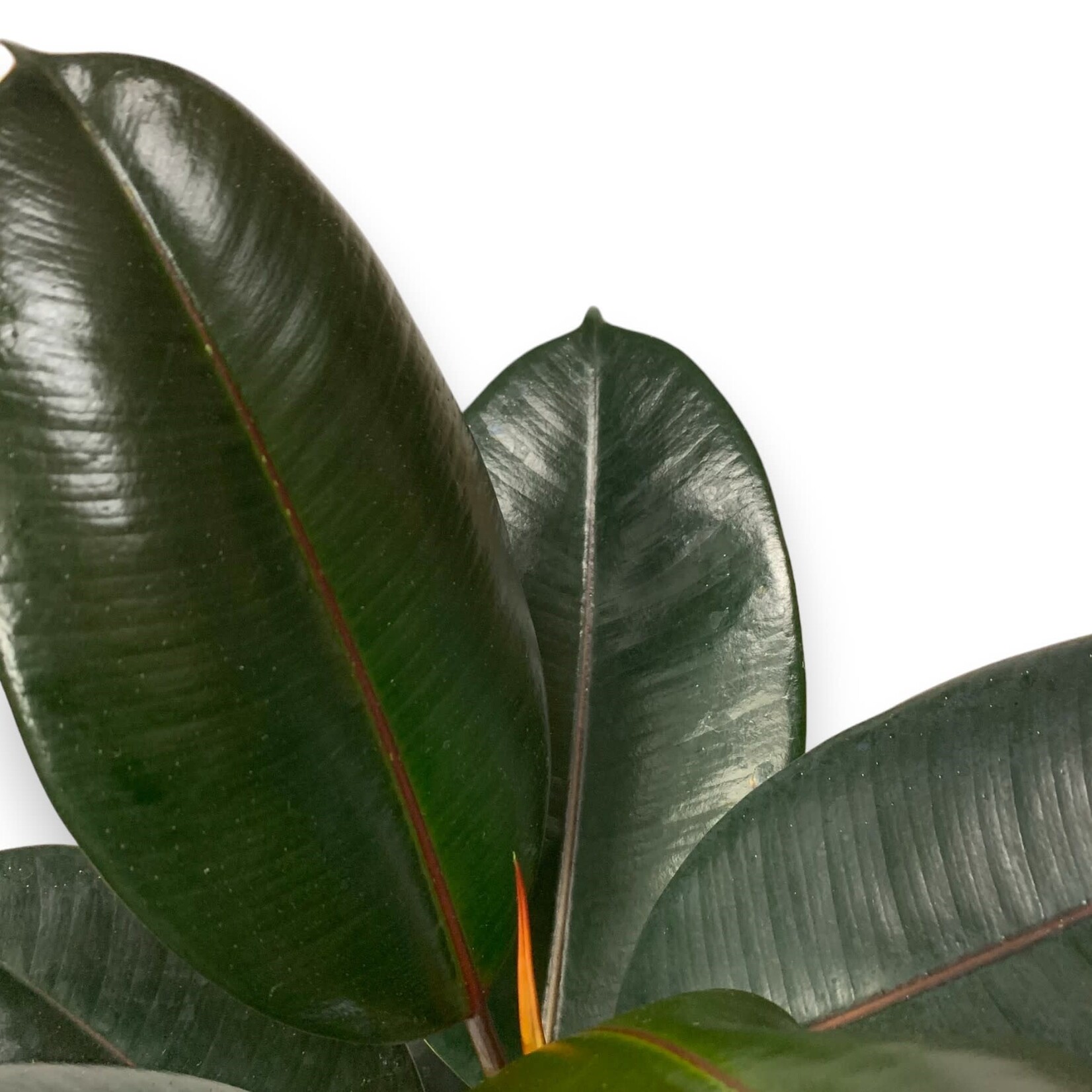 Planten Ficus elastica abidjan - Ø17 - H 60 cm