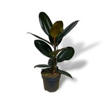 Planten Ficus elastica abidjan - Ø17