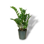 Planten Zamioculcas zamiifolia - Ø14