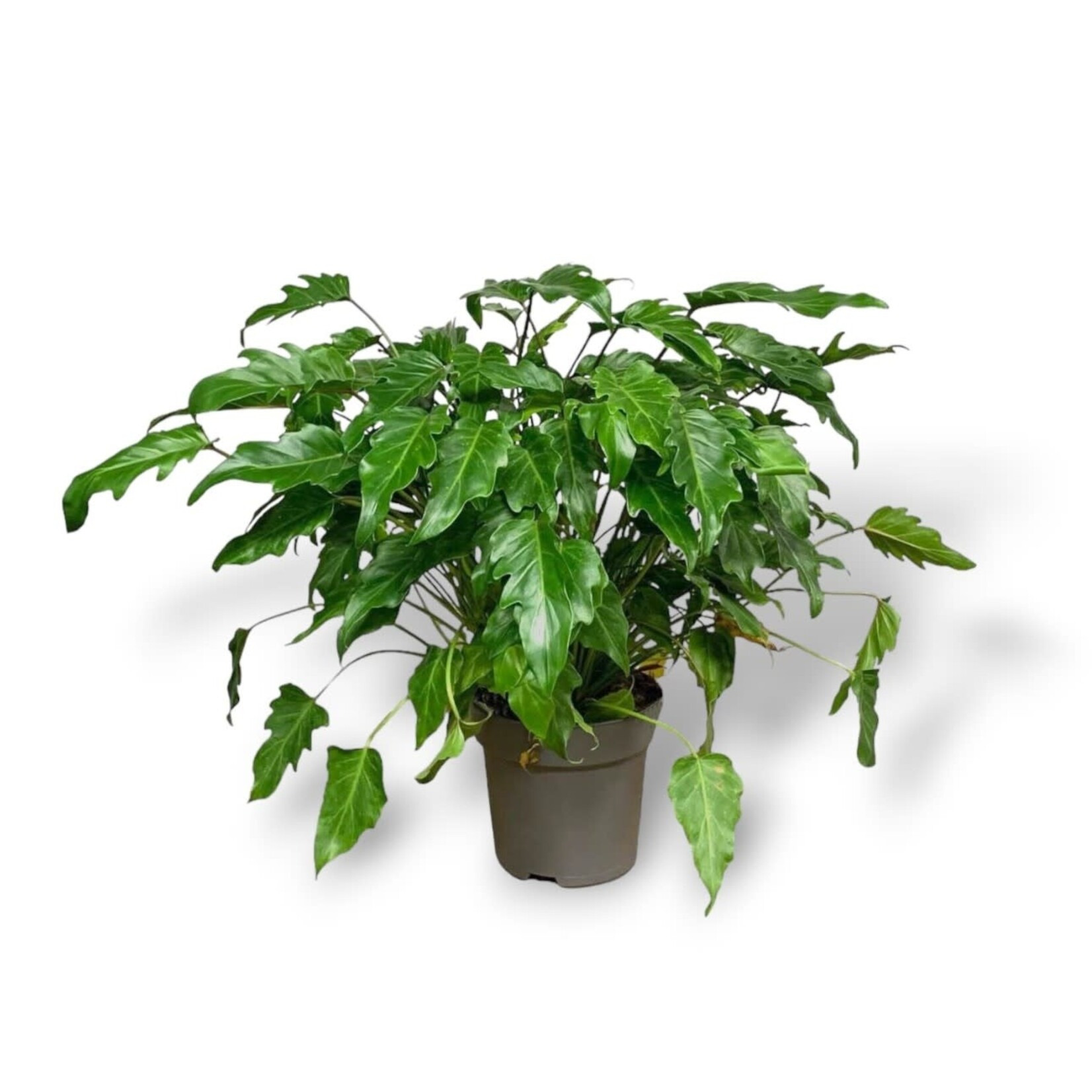 Planten Philodendron xanadu - Ø21