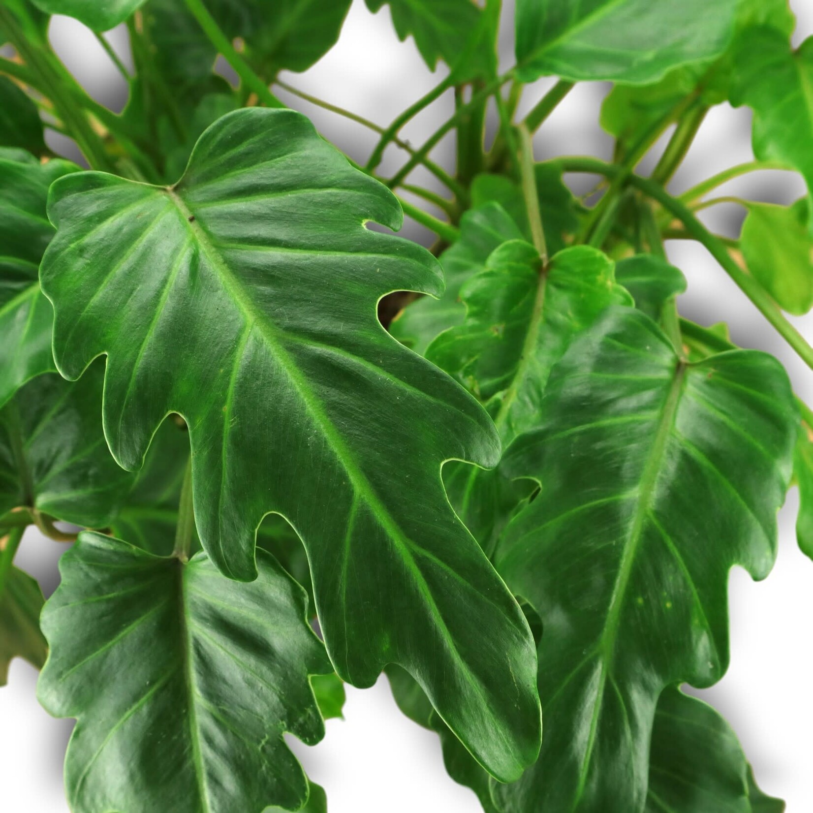 Planten Philodendron xanadu - Ø21