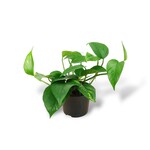 Planten Epipremnum aureum - Ø12