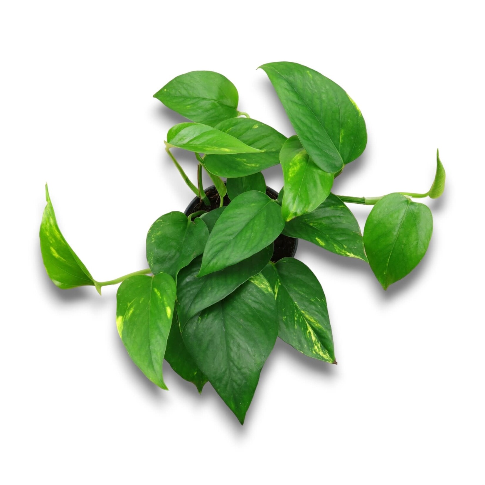 Planten Epipremnum aureum - Ø12